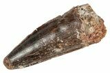 Fossil Spinosaurus Tooth - Real Dinosaur Tooth #215362-1